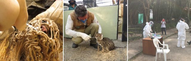 Cenas da coleta de amostras no zoo: swab no focinho da jaguatirica Pituca; o médico veterinário do município, Marcelo Bonat, com um gato do mato; e o local onde foram testados os funcionários do zoo