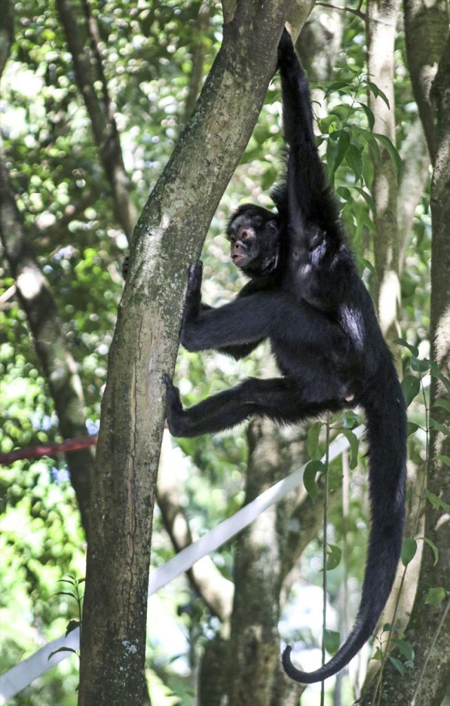 Macacos-aranha voltam para ilha do Passeio Público 1 00329002 Macacos-aranha voltam para ilha do Passeio Público