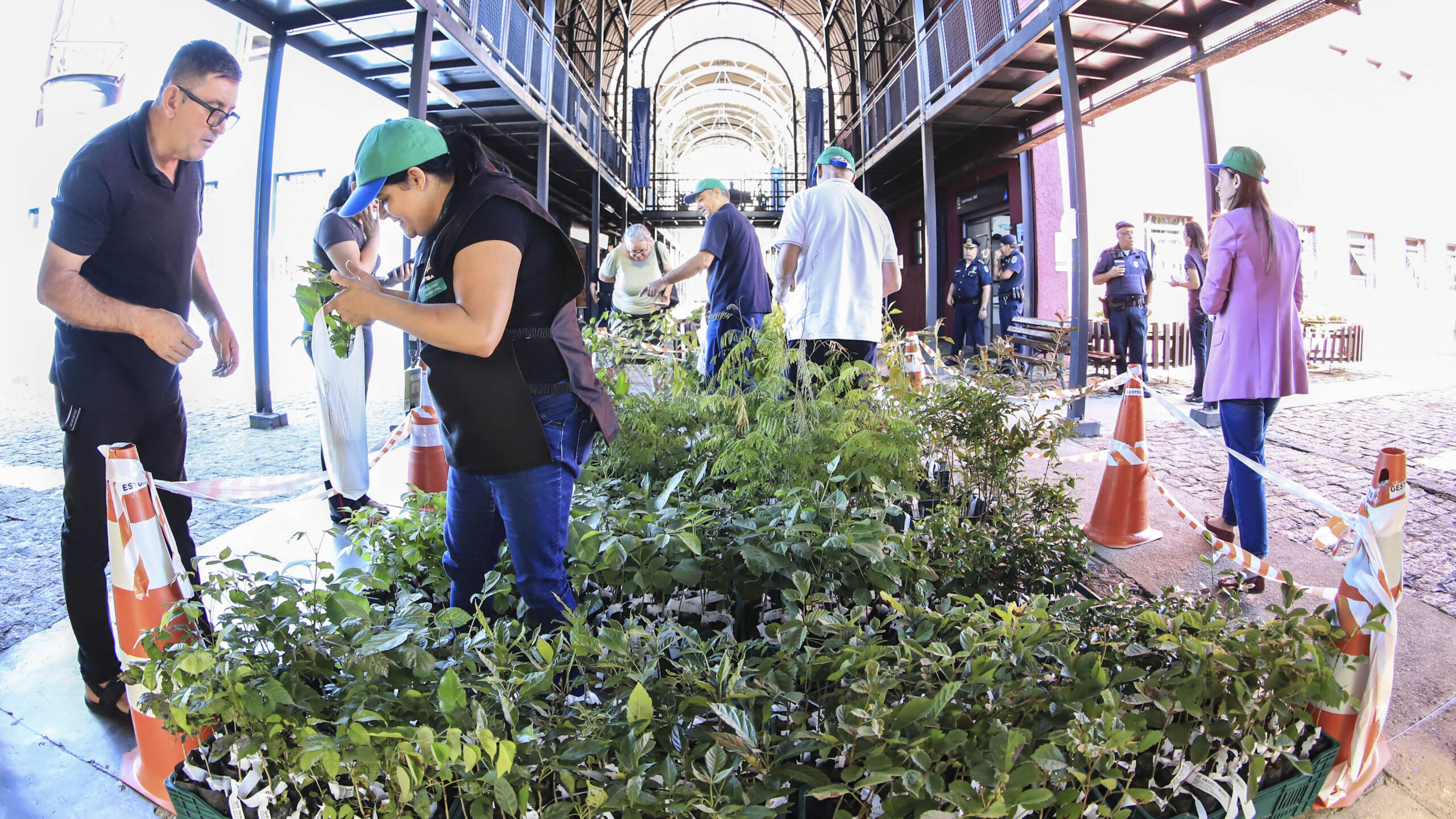 mudas de árvores Curitiba