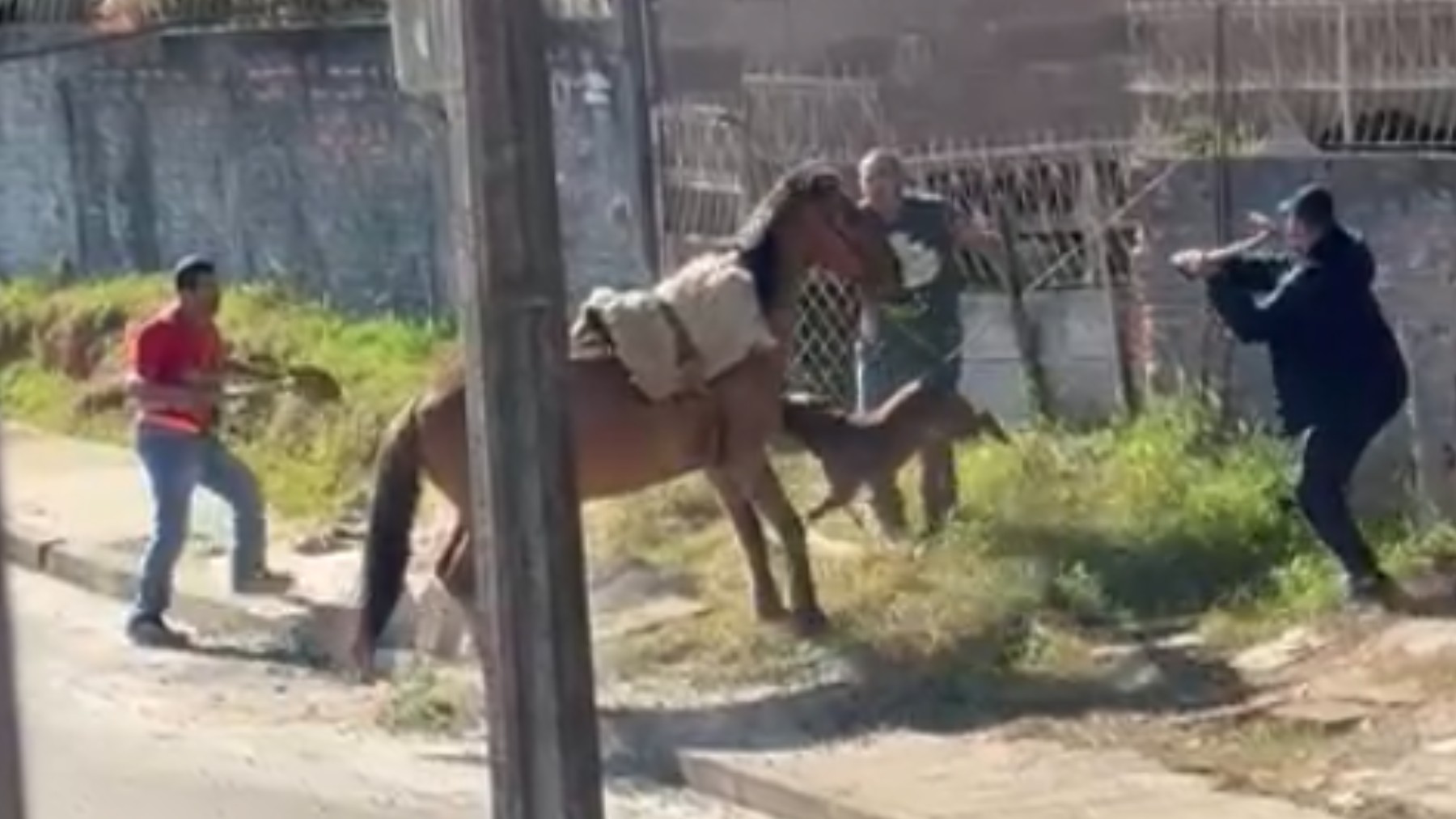 VÍDEO: cavalo amarrado é atacado por pitbull em bairro residencial, no Paraná