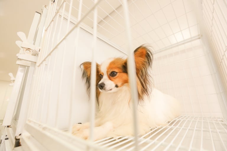Castração gratuita de cães e gatos pode se tornar permanente em Curitiba