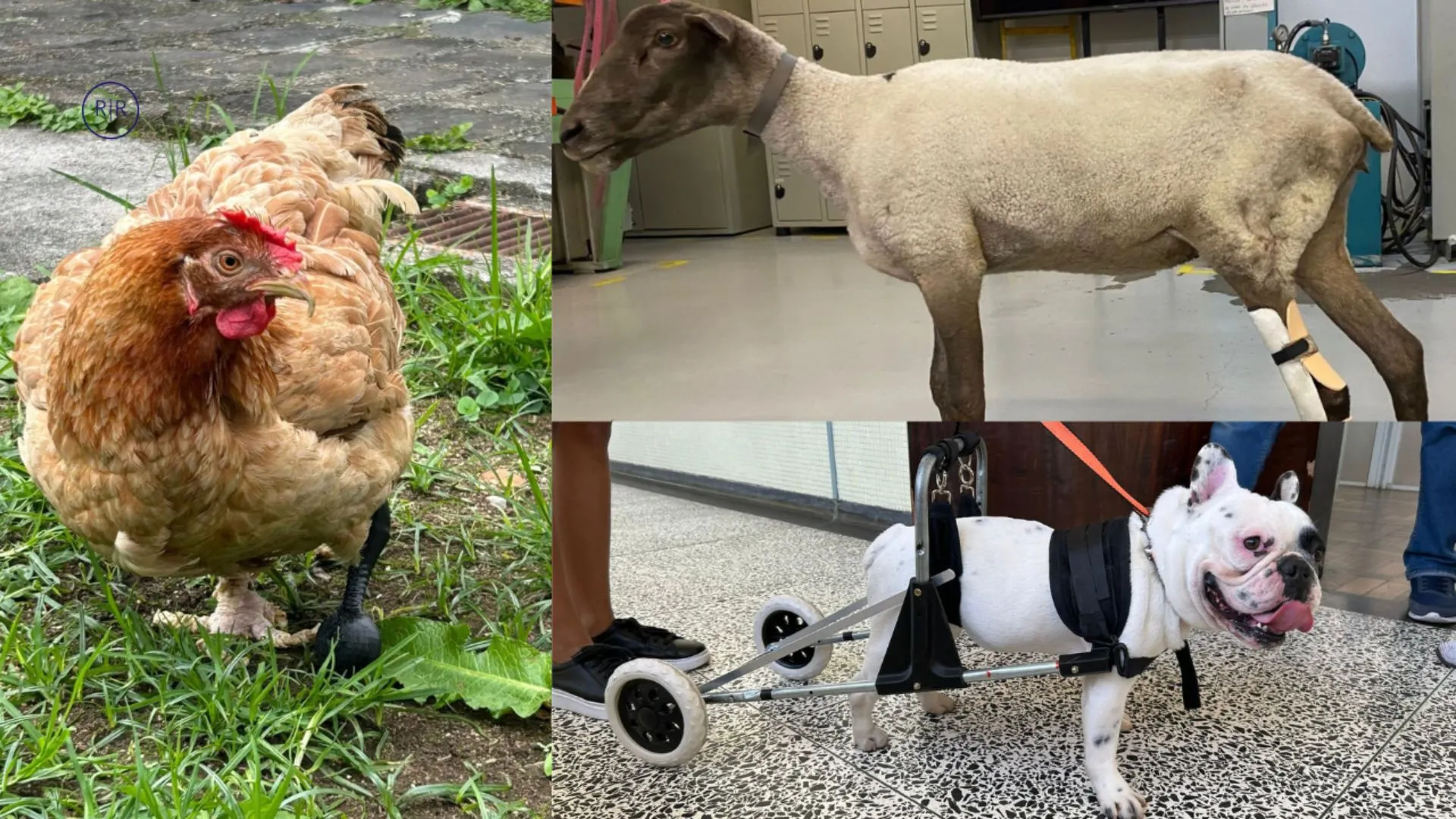próteses dão nova vida a pets em Curitiba