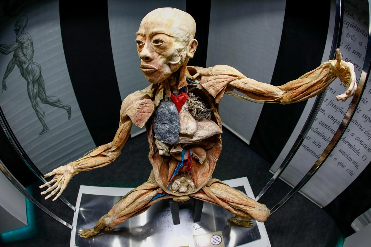 Exposição “Human Bodies” retorna a Curitiba após 13 anos