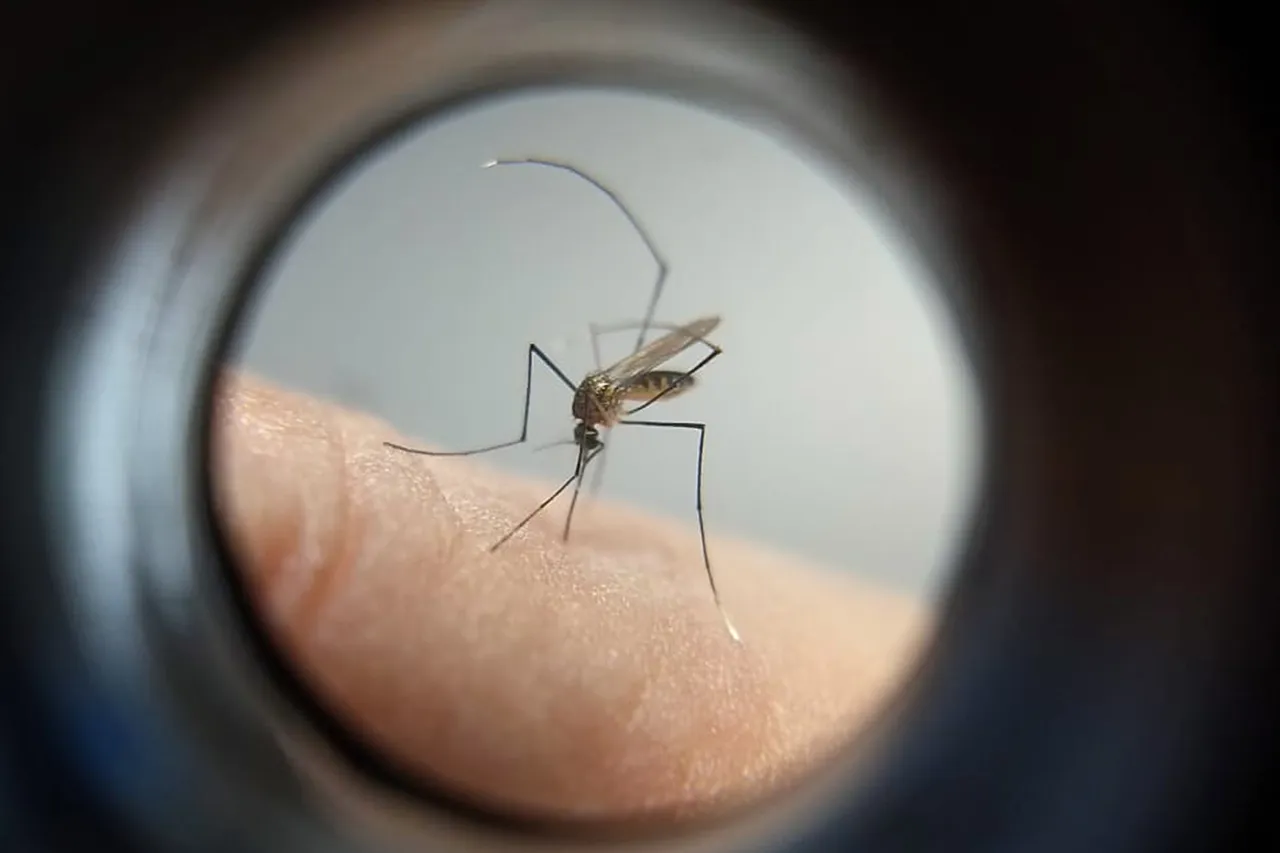 Mega biofábrica de Aedes aegypti será inaugurada em Curitiba