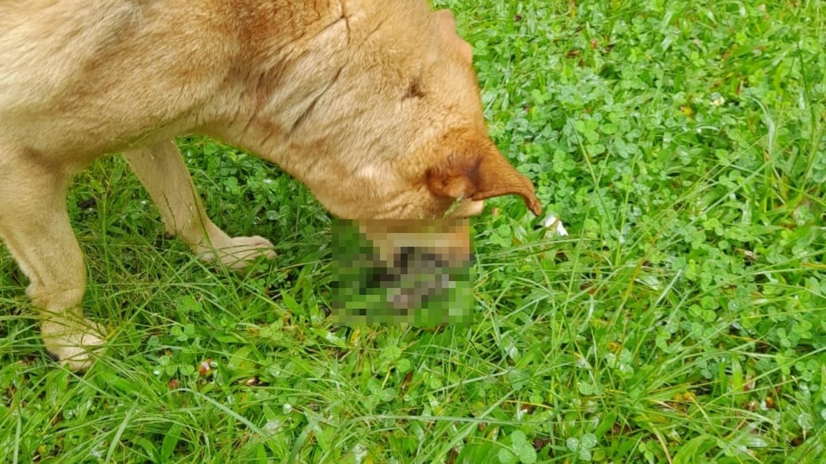 Cães matam animais silvestres no entorno do Zoológico de Curitiba