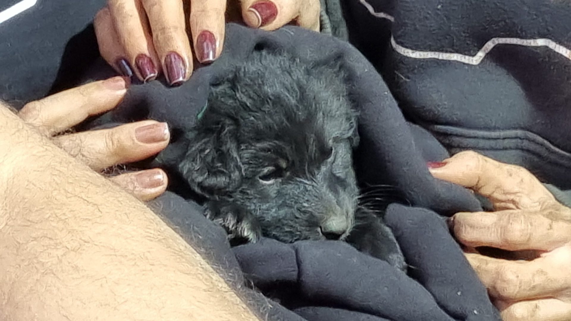 Filhote de cachorro preso debaixo da terra é salvo em Curitiba