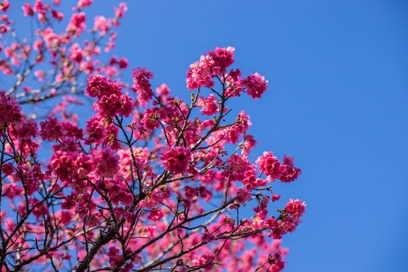 Florada das cerejeiras em Curitiba chegou ao auge nesta semana, mas dura pouco