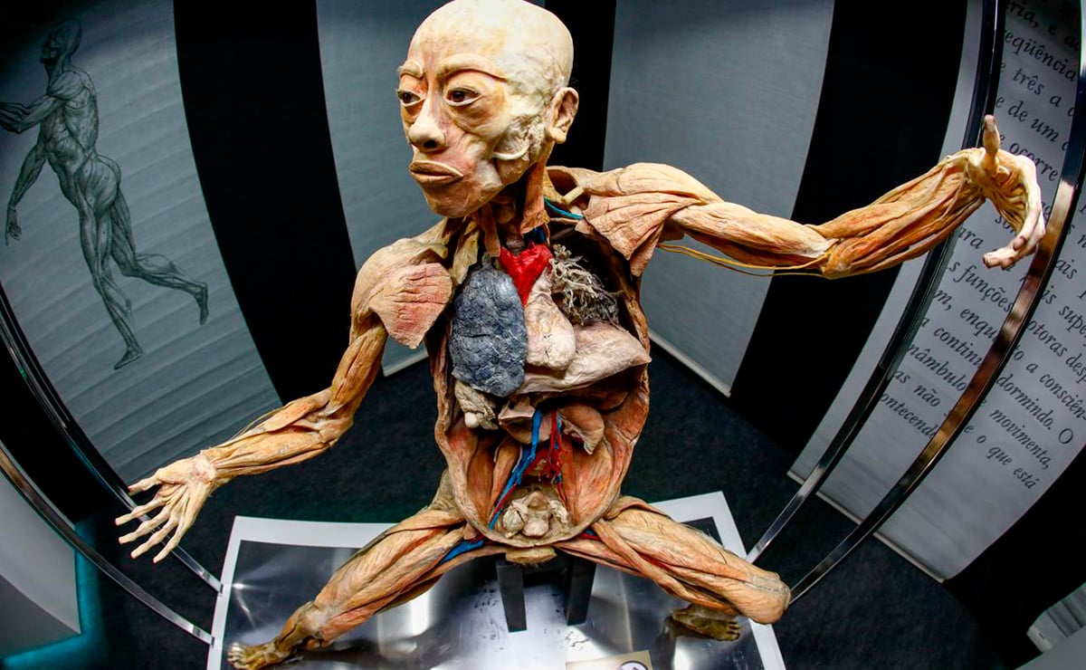 Exposição 'Human Bodies', com corpos dissecados, volta a Curitiba