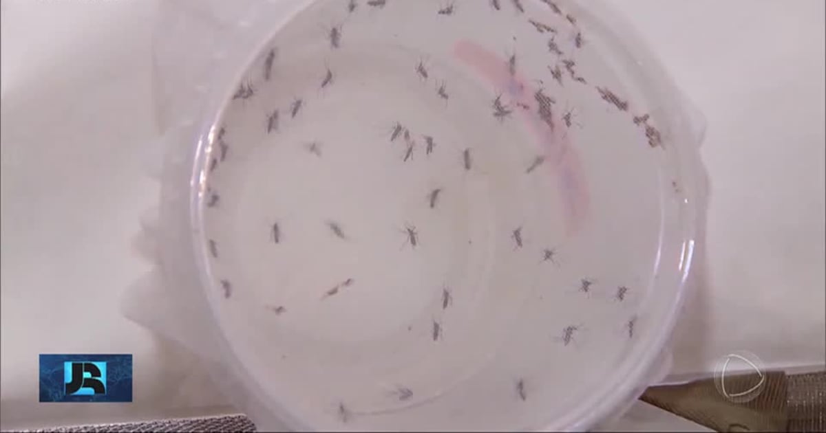 Fábrica que produz mosquitos para combater a dengue é inaugurada em Curitiba (PR) – Noticias R7