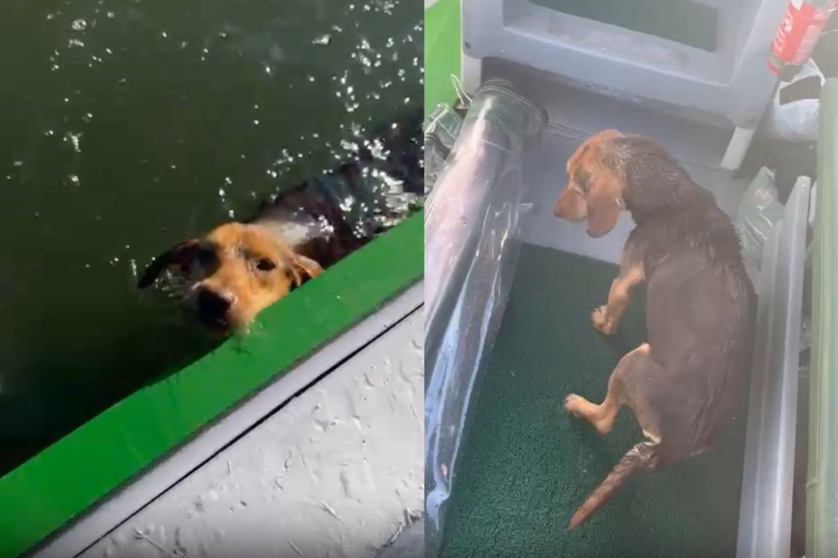 VÍDEO: marinheiro resgata cachorra que nadava sozinha em alto-mar no litoral do Paraná