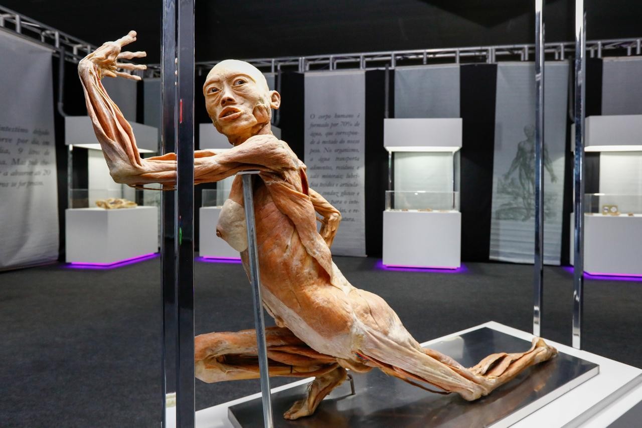 Anatomia em cena: exposição Human Bodies volta a Curitiba no Jockey Plaza Shopping | JOCKEY PLAZA SHOPPING