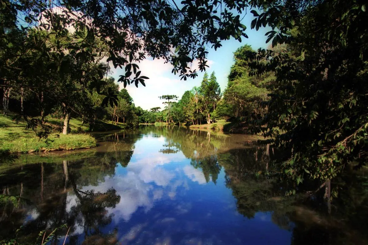 2º parque mais antigo de Curitiba tem araucárias gigantes e lazer