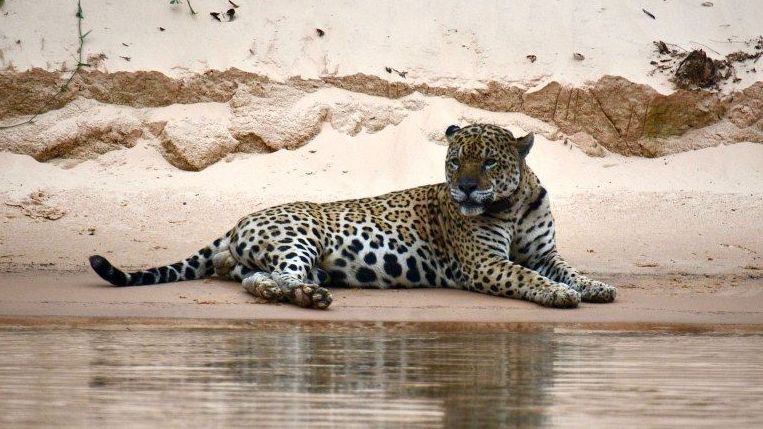 Casal namora na beira de penhasco, carro balança, despenca e ambos morrem