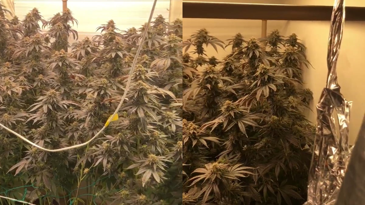 Casal é preso com estufa de maconha em casa, em Curitiba