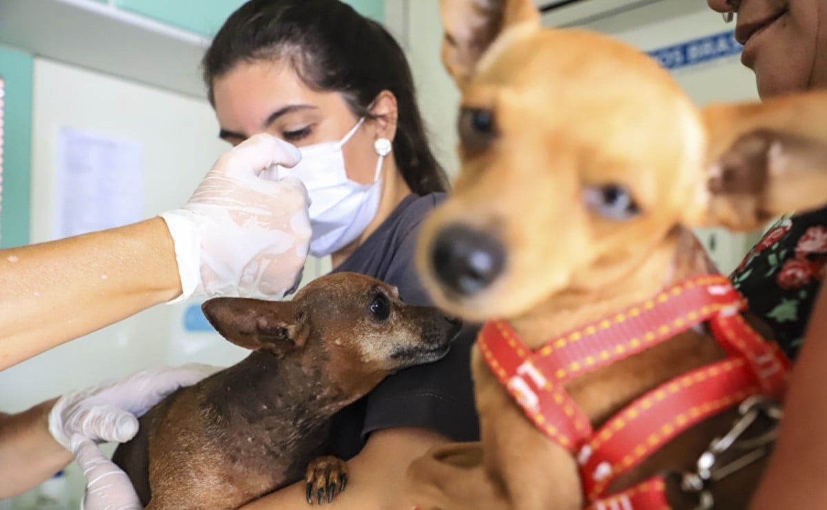 castracao-gratuita-caes-gatos-curitiba-1