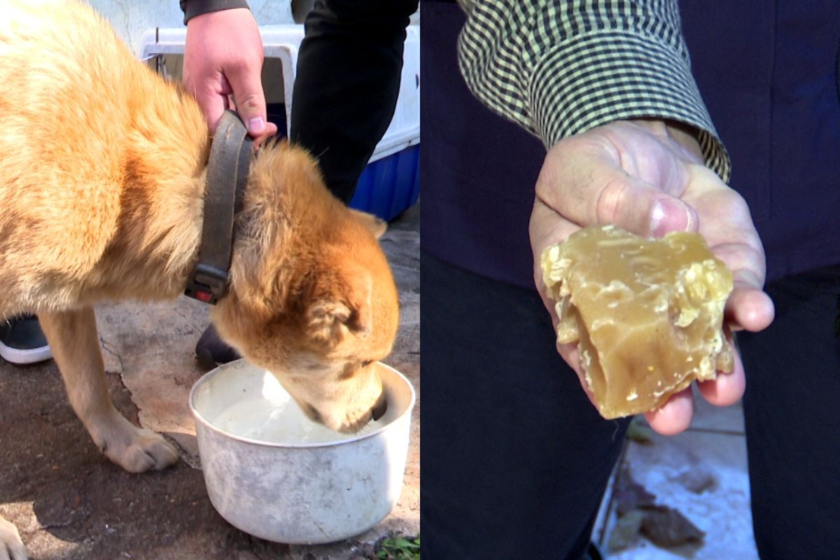 Cachorros são encontrados abandonados dentro de casa em Maringá e comiam sabão para sobreviver, diz secretário