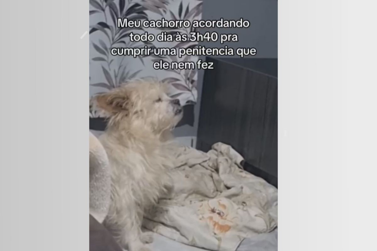 VÍDEO: Cachorro 'dorme em pé' para acompanhar live do Frei Gilson com tutoras durante a madrugada, no PR