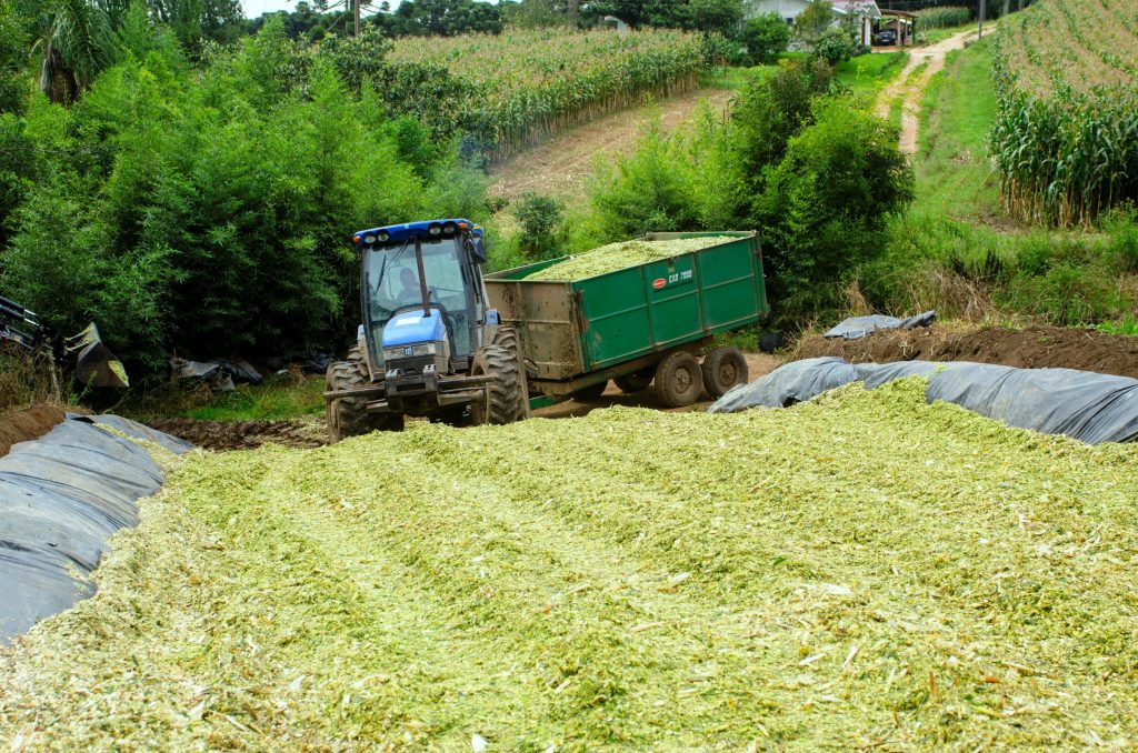 Programa Plante Mais realiza distribuição de sementes de milho para silagem; faça já sua inscrição