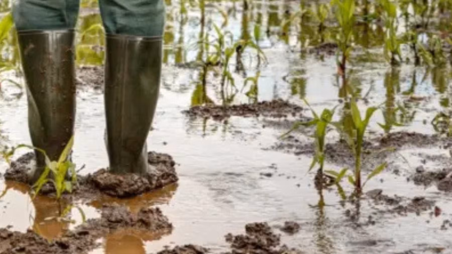 Produtores 129 municípios do Paraná podem renegociar dívidas rurais por perdas com eventos climáticos extremos
