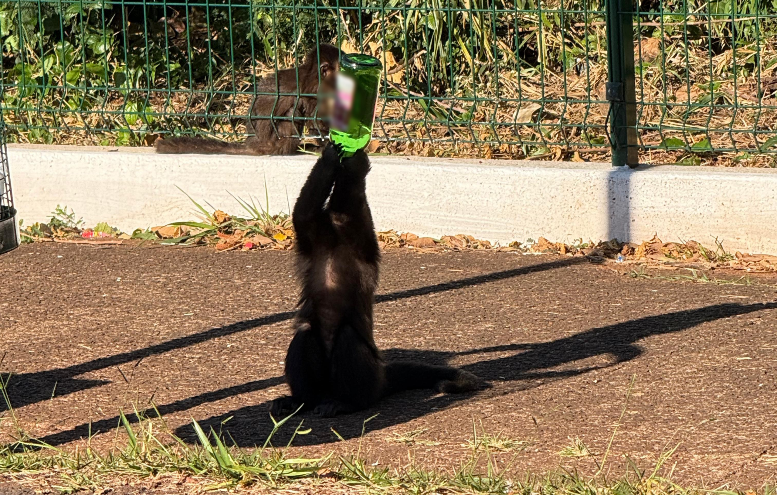 Macaco é filmado 'virando' garrafa de chope de vinho em parque do Paraná: 'Se eu falar, ninguém vai acreditar'