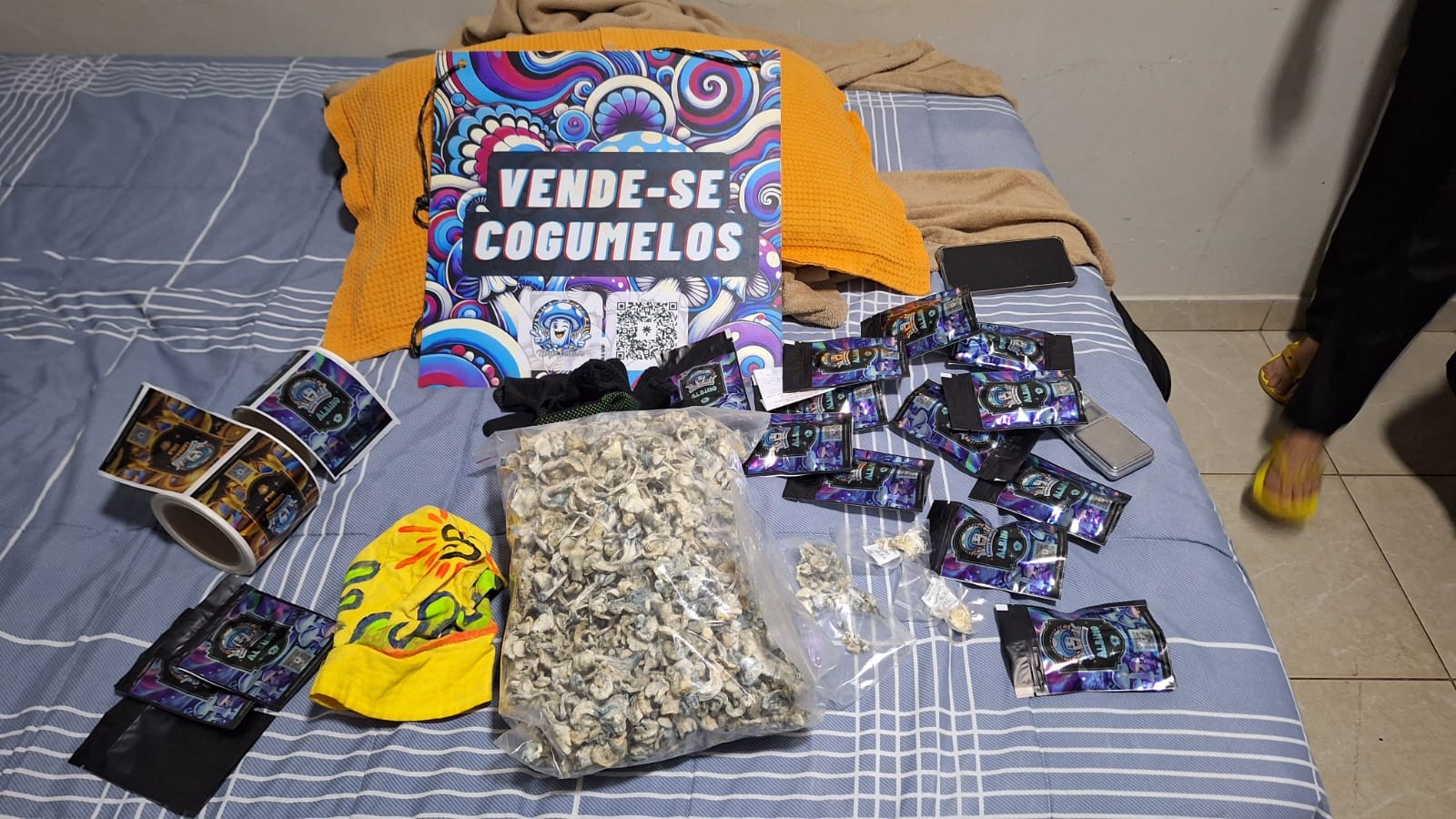 Polícia Civil do DF prende organização criminosa que vendia 'cogumelos mágicos' para todo o país