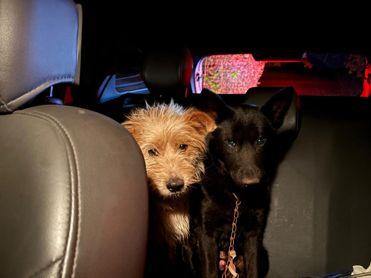 Durante atendimento a batida no PR, perita resgata cachorros, gato e galinha que estavam no interior de um dos veículos