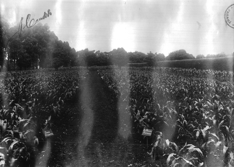 De cidade rural a metrópole, Curitiba tem uma rica história na agricultura do Paraná 1 IMG 0342 De cidade rural a metrópole, Curitiba tem uma rica história na agricultura do Paraná