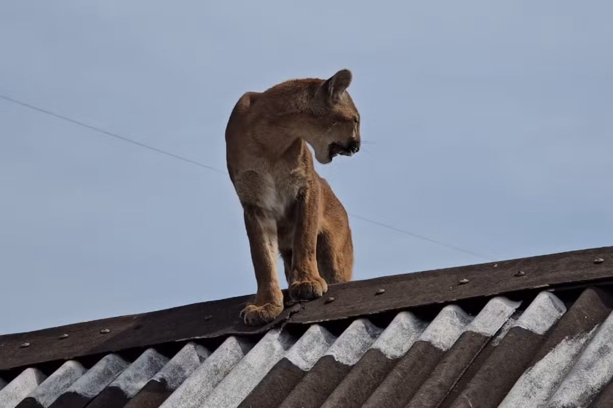 Morador encontra onça-parda no telhado de casa, laça animal e aciona resgate, em área rural do Paraná
