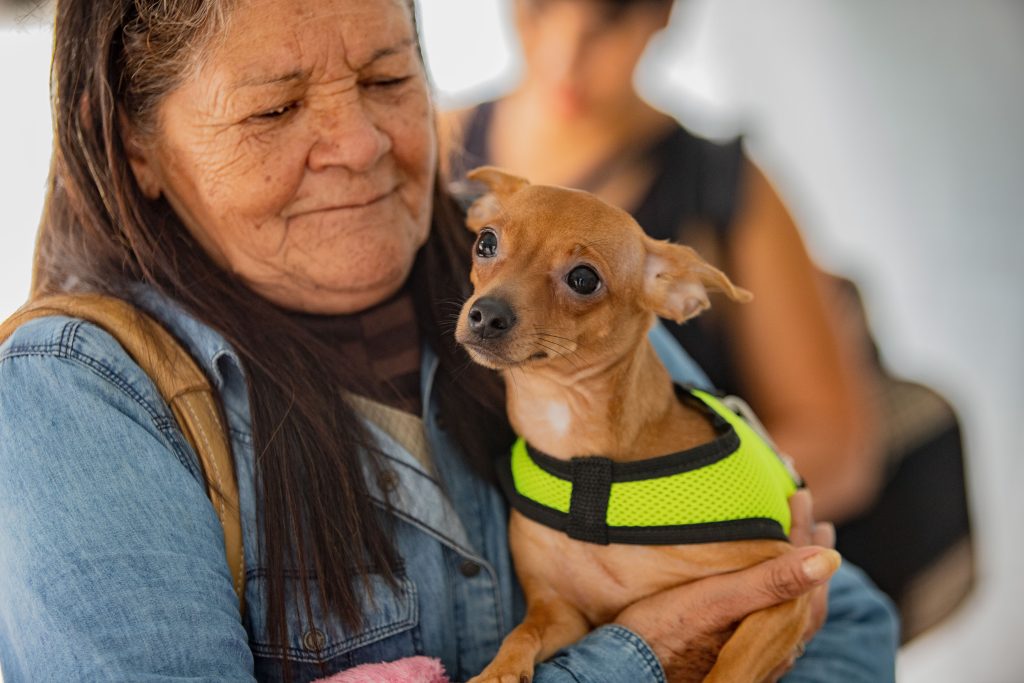 Castração de pets em São José dos Pinhais