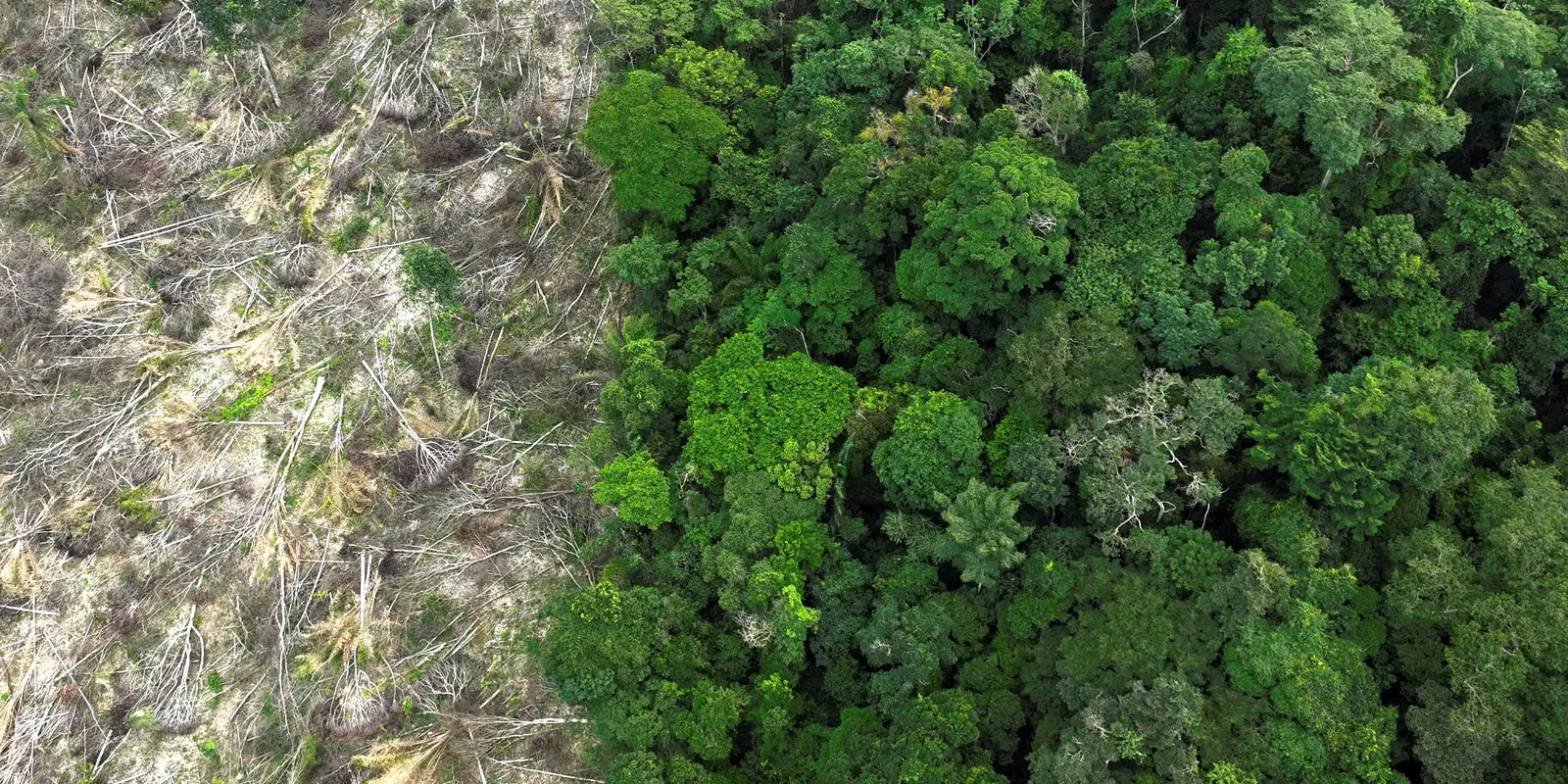 amazonia desmatamento 1.jpg