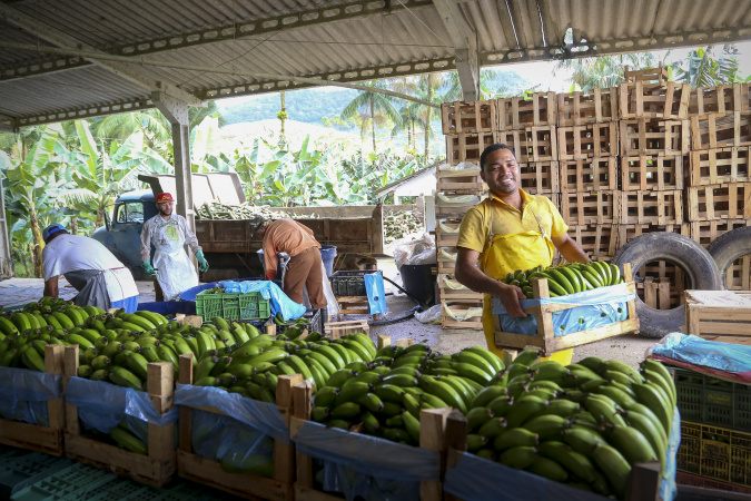 banana013 1.jpg