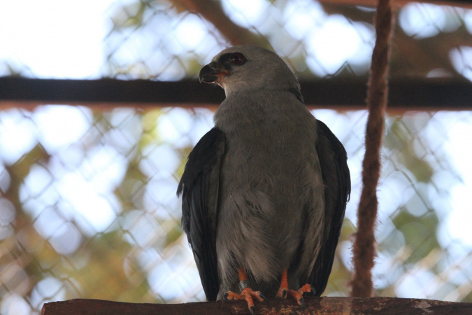gaviao 1 iat.jpg