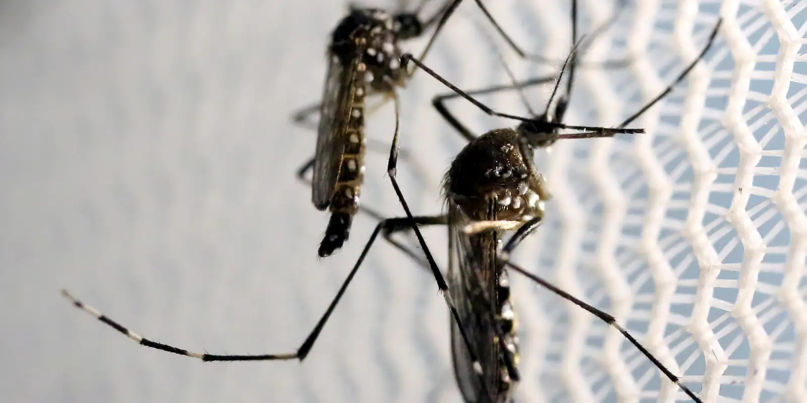 mosquitos aedes aegypti dengue.jpg