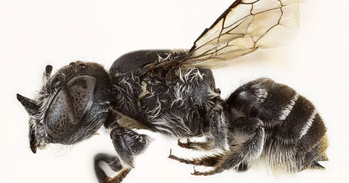 Abelha "Lúcifer", com chifres "demoníacos", protege planta em extinção