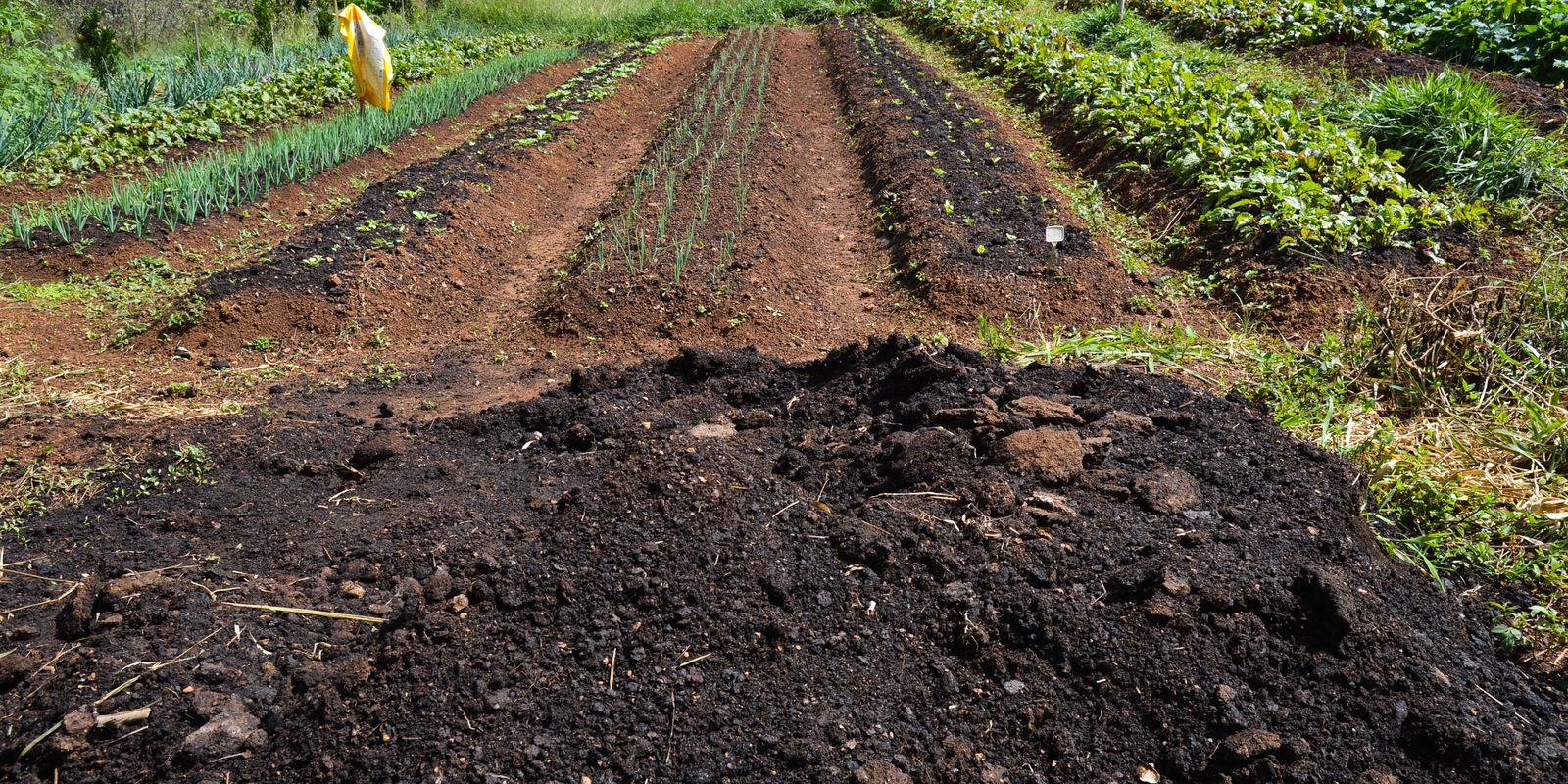 960819 agroflorestas20 20dsc 4332.jpg