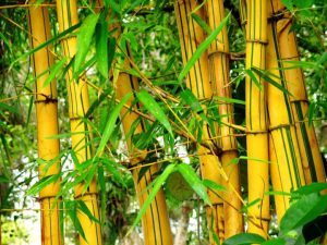 bambu 300x225.jpg