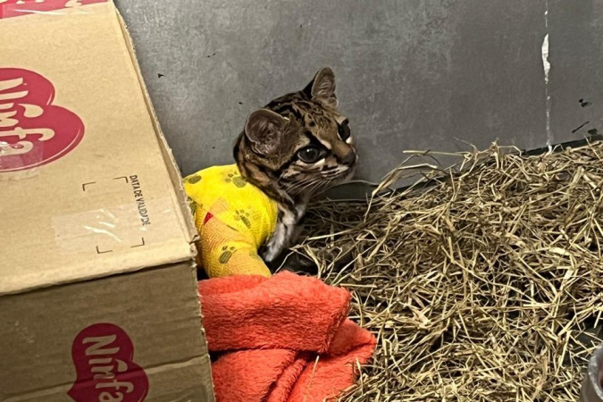 gato maracaja 2 iat cascavel.jpg