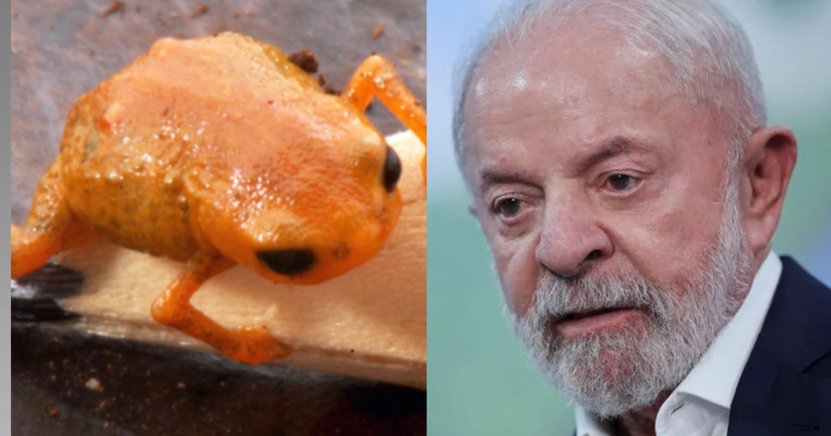 Sapo minúsculo encontrado em montanha homenageia presidente Lula; veja