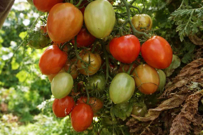 tomate leonel 1.jpg