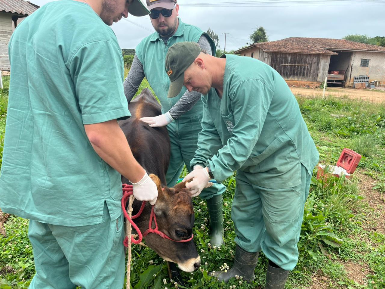 Prefeitura de São José dos Pinhais vacinou mais de 500 animais contra a brucelose
