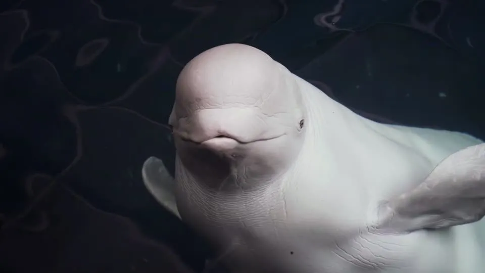 Acasalar com vários parceiros eleva sobrevivência da baleia beluga