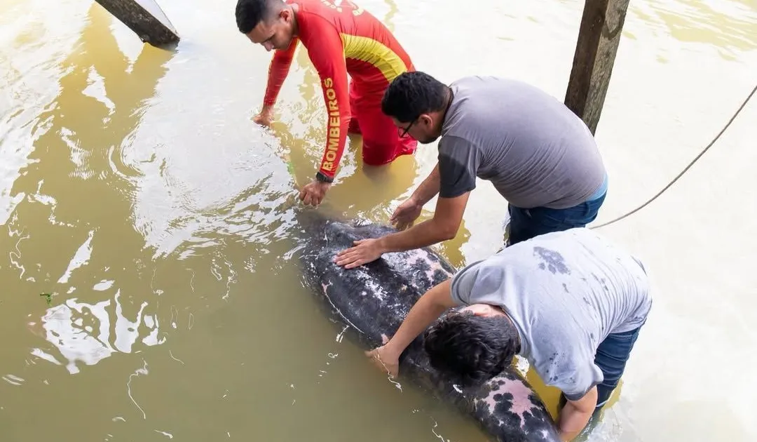 Peixe-boi com sinais de desnutrição é resgatado na Grande Belém
