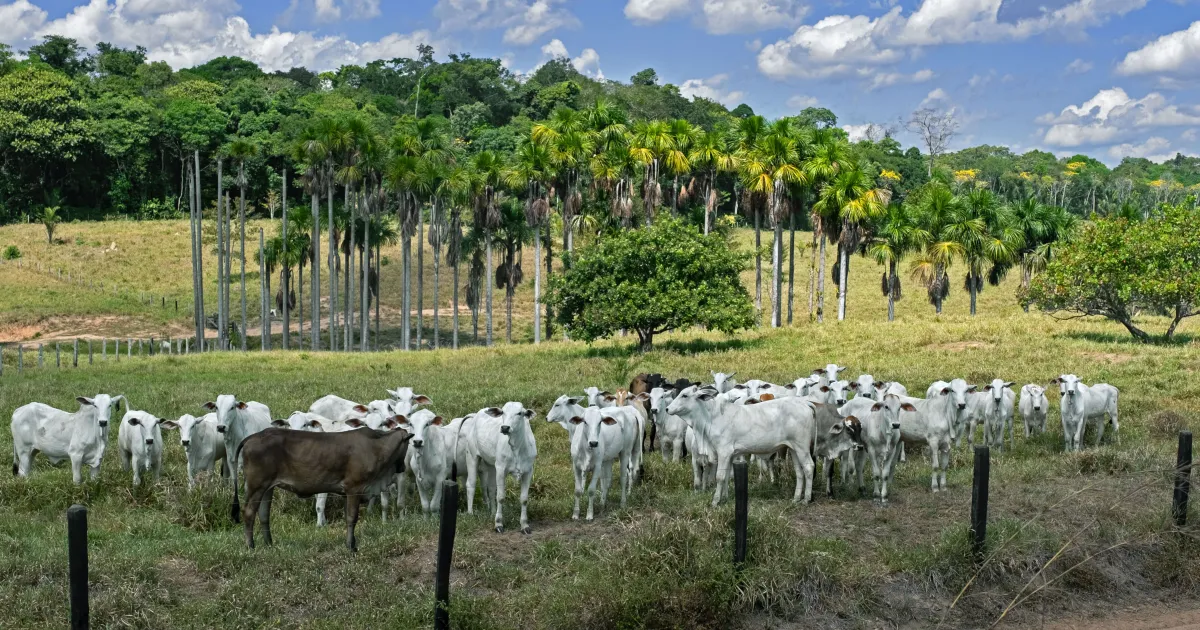 Seguro pecuário atinge arrecadação recorde, mas cobertura ainda é limitada