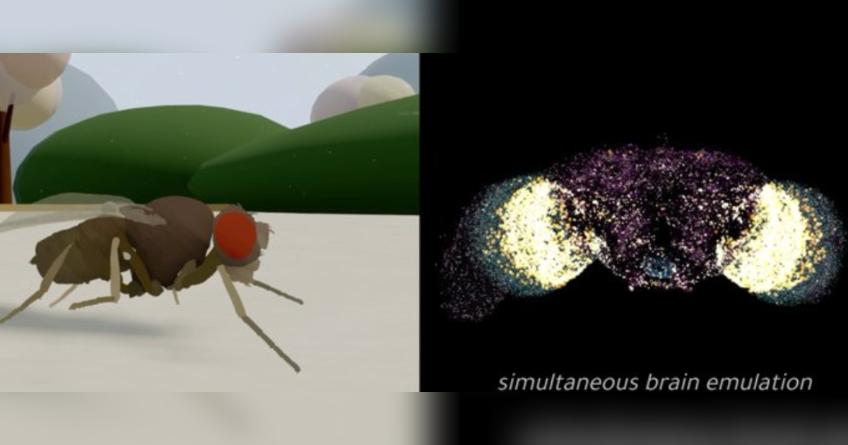 Mosca virtual “ganha vida” em simulação baseada em um cérebro real
