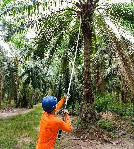 Colombiana Daabon compra operações da Agropalma no Pará
