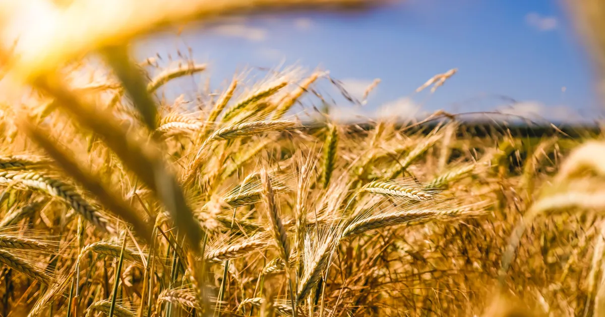 IA rentabiliza mais ao agronegócio do Brasil, diz estudo