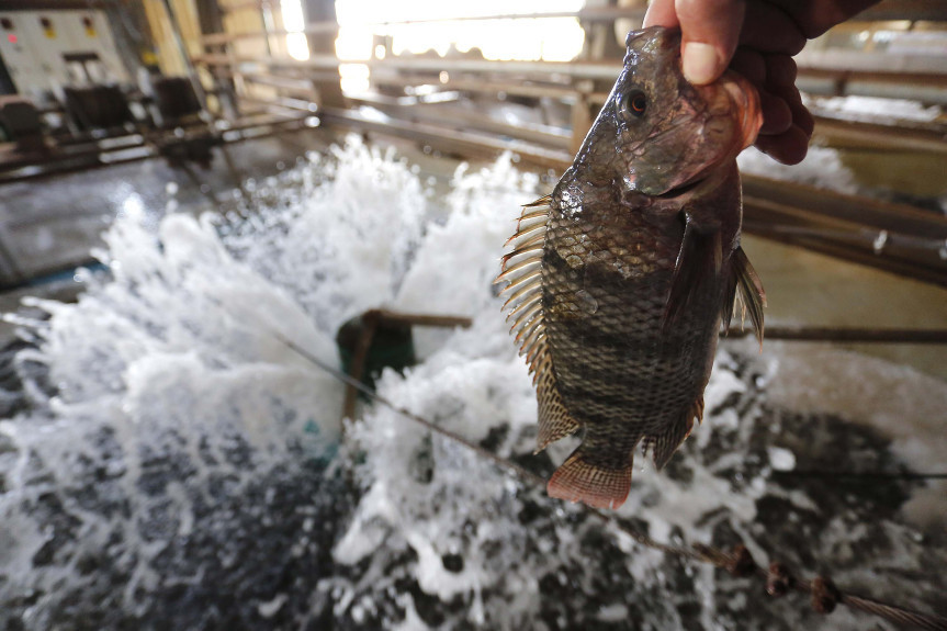 Líder nacional na produção de tilápia, o Paraná se destaca no cenário brasileiro da aquicultura.