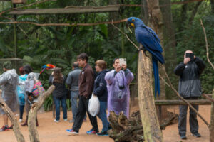 d prf0691 parque das aves foz do iguacu pr zig koch Notícias de Curitiba e do Paraná | Busão Curitiba