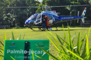 palmito 2 coa iat Notícias de Curitiba e do Paraná | Busão Curitiba