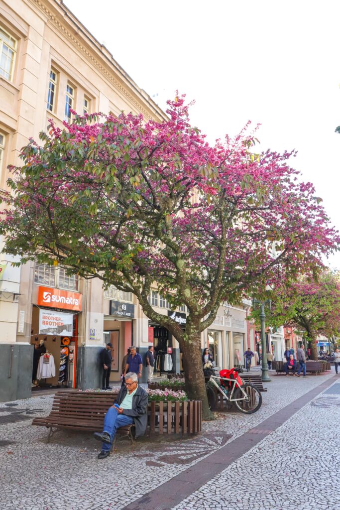 00573069 Florada das cerejeiras colore a Rua XV e transforma o Centro de Curitiba em cenário para moradores e turistas